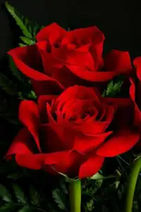 Love Rose Live Wallpaper Screen Shot 2