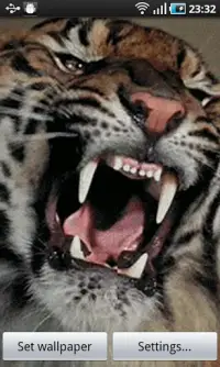 Angry Tiger Screen Shot 1