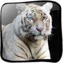 Tiger White 3D