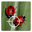 Real Ladybug LWP