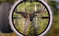 deer jungle hunting Screen Shot 1