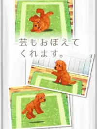 癒しの子犬育成ゲーム〜トイプードル編〜 Screen Shot 8