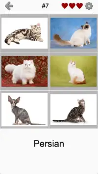 Cats Quiz - Guess Photos of All Popular Cat Breeds Screen Shot 1