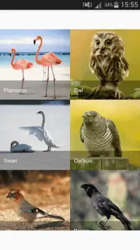 Sounds of birds for children Screen Shot 0