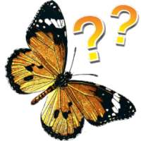 Butterflies - quiz