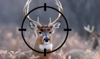 Deer Hunting Free Sniper Tips Screen Shot 0