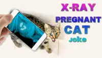 X-Ray Pregnant Cat Joke Screen Shot 2