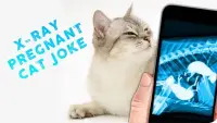 X-Ray Pregnant Cat Joke Screen Shot 0