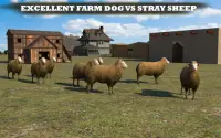 Farm Dog vs Stray Sheep Screen Shot 10