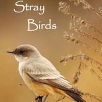 Stray Birds Quiz