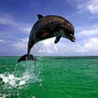 Пазл с дельфинами