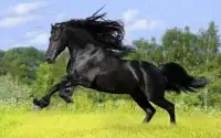 Horse Puzzle Jigsaw for Kids Screen Shot 3