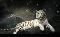 тигр Живые обои Screen Shot 5