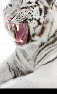 тигр Живые обои Screen Shot 6