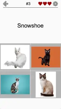 Cats Quiz - Guess Photos of All Popular Cat Breeds Screen Shot 3