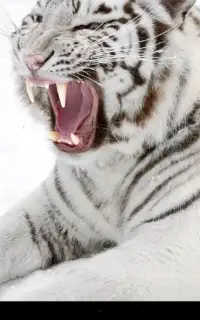 тигр Живые обои Screen Shot 3