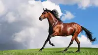 Horse Puzzle Jigsaw for Kids Screen Shot 1