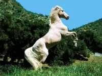 Horse Puzzle Jigsaw for Kids Screen Shot 2