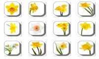 New Daffodil Flowers Onet Game Screen Shot 2