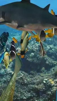 Happy Fish 3D Screen Shot 4