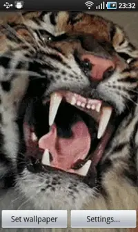 Angry Tiger Screen Shot 0