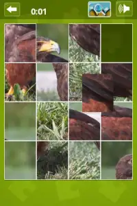 Birds, Lions - Animal Jigsaw Screen Shot 0