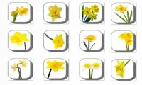 New Daffodil Flowers Onet Game Screen Shot 0