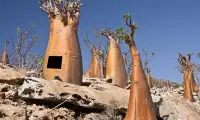 Escape From Socotra Island Screen Shot 0