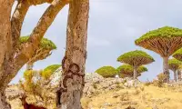 Escape From Socotra Island Screen Shot 2