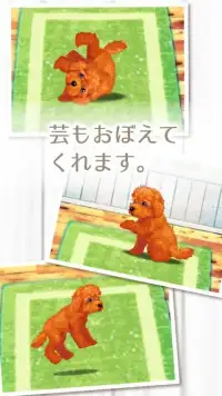 癒しの子犬育成ゲーム〜トイプードル編〜 Screen Shot 3