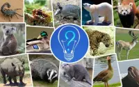 ZOOWI - Animal Quiz Screen Shot 4