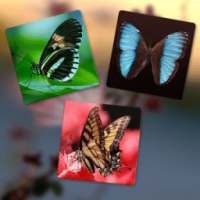 Butterfly Memory