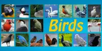 Animals & Birds : Real sound Screen Shot 1