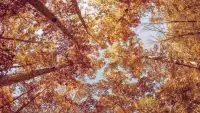 Tile Puzzles · Autumn Screen Shot 12