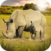 Rhino Wild Life Simulator 3D