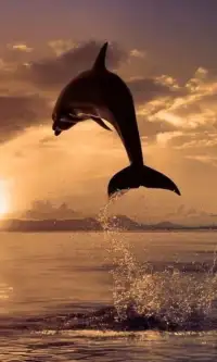 Пазл с дельфинами Screen Shot 2