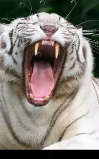 тигр Живые обои Screen Shot 2