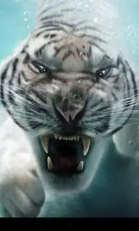 тигр Живые обои Screen Shot 9
