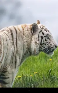 тигр Живые обои Screen Shot 1
