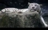 тигр Живые обои Screen Shot 0