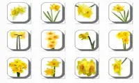 New Daffodil Flowers Onet Game Screen Shot 1