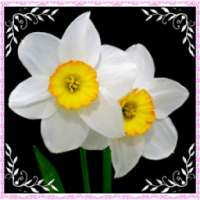 New Daffodil Flowers Onet Game
