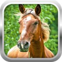 3D الحصان محاكي لعبة مجانية