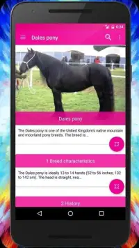 The Horses Quiz + Guide. Screen Shot 0