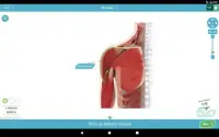 3D Anatomy Quiz Screen Shot 11