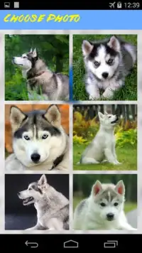 Husky Jigsaw Puzzle Screen Shot 5