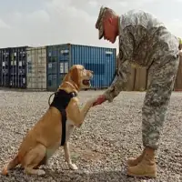 Dog Training Memory Game Screen Shot 1