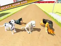 Dog Training Jump & Stunt Sim Screen Shot 6