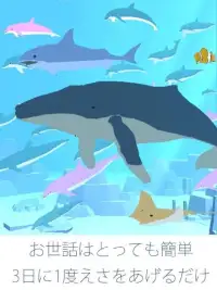 まったりイルカ育成ゲーム - 癒されるイルカのゲーム(無料) Screen Shot 1