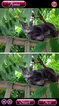 Find Differences Cat Games Screen Shot 1